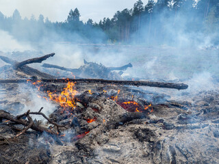 burning pine branches on the background of the forest
