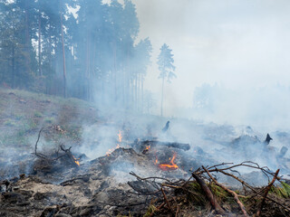 burning pine branches on the background of the forest