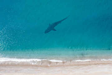 Aerial view of a shark on surface of an ocean shore.