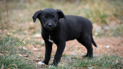a series of photos with a homeless puppy. little dog. home animal. pet care. black homeless puppy. Cute puppy in black and white with sad look. veterinary, homeless animal problem, hungry puppy