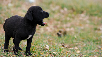 a series of photos with a homeless puppy. little dog. home animal. pet care. black homeless puppy. Cute puppy in black and white with sad look. veterinary, homeless animal problem, hungry puppy