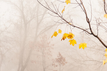 Several yellow maple leaves hanging on a tree during the fog