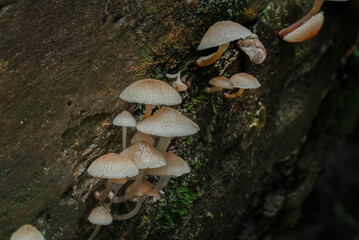 Mushrooms growing out from an old fallen log