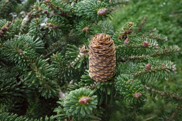 Balsam Fir – Natural Edge.  Resinous cones are upright, 2 to 3 1/2 inches long, oblong to...