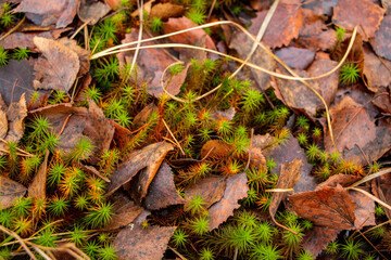 Autumn forest background from green moss, coniferous needles, deciduous and coniferous trees, fallen foliage after leaf fall, small evergreen plants, dried fern.