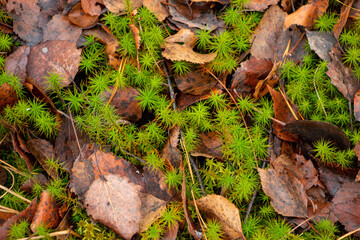 Autumn forest background from green moss, coniferous needles, deciduous and coniferous trees, fallen foliage after leaf fall, small evergreen plants, dried fern.