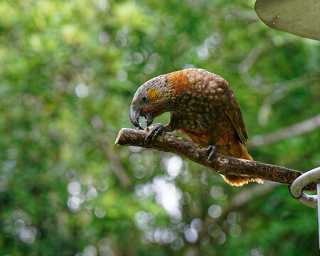 Kaka parrot, New Zealand native bird
