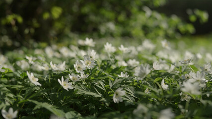 shot of oak anemone closeup