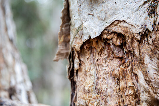Texture of a paperbark tree n a forest