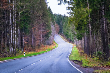 Fototapeta premium road in the forest