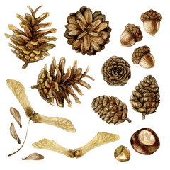 Set of autumn watercolor illustrations: cones, acorns, chestnuts, hazelnuts, tree seeds. Isolated on a white background.