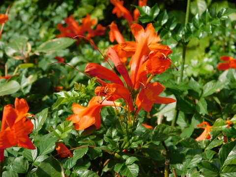 “Cape Honeysuckle” Bilder – Durchsuchen 244 Archivfotos, Vektorgrafiken