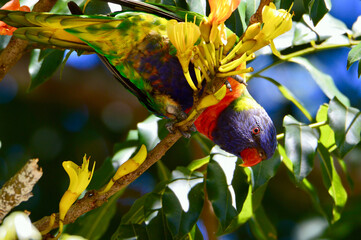 A rainbow lorikeet
