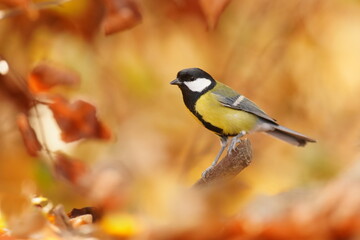 artistic photo of great tit with blurred autumn background. Parus major. Song bird in the nature habitat.