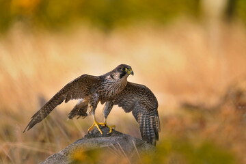 peregrine falcon sitting on the stone. Falco peregrinus in the nature habitat. nests in the...