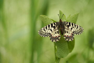 The Southern Festoon Zerynthia polyxena in Czech Republic