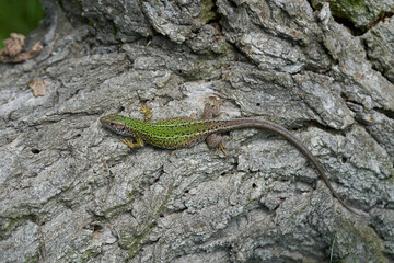 The European Green lizard Lacerta viridis in Czech Republic