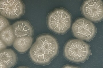枯草菌（Bacillus subtilis）