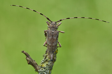 Female The timberman beetle Acanthocinus aedilis in Czech Republic