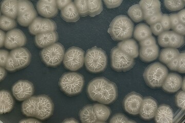 枯草菌（Bacillus subtilis）