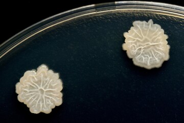 枯草菌（Bacillus subtilis）