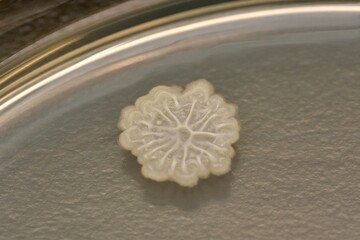 枯草菌（Bacillus subtilis）