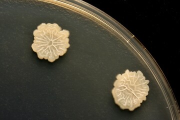 細菌のコロニー（納豆菌；Bacillus subtilis）