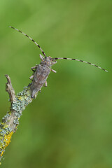 Female The timberman beetle Acanthocinus aedilis in Czech Republic