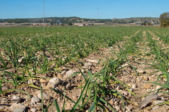 Plantaci&oacute;n de cebollas en la vega, cultivo agr&iacute;cola