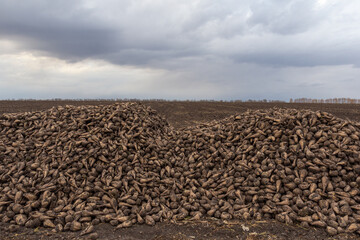 Sugar beet deposits in the fields after harvesting