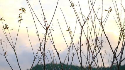 Fototapeta premium 秋