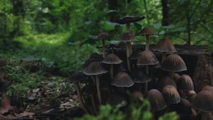 Mushrooms in the forest