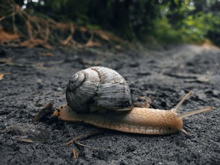 Snail on the road