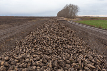 Sugar beet deposits in the fields after harvesting