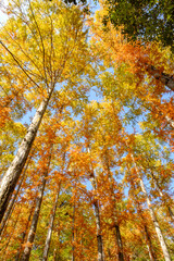 秋の神戸市森林植物園。メタセコイアの並木を広角レンズで見上げて撮影。