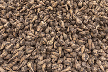 Sugar beet after harvesting close-upg