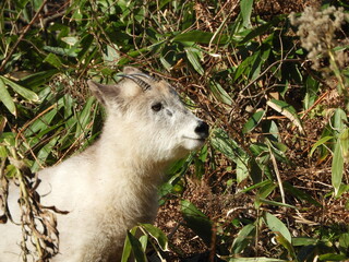 ニホンカモシカ