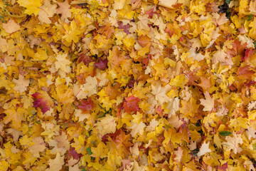 A pile of flown red-yellow leaves on the ground