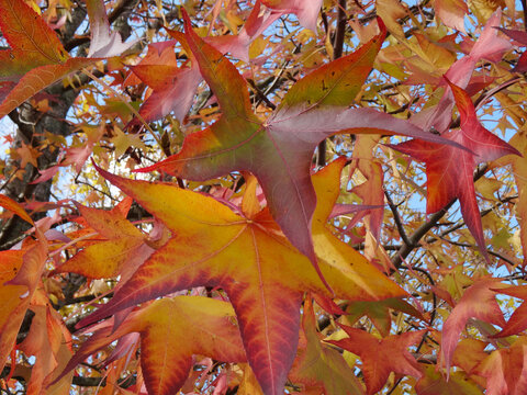 Amarelo, vermelho e laranja, as cores do outono pintadas na árvore através das folhas