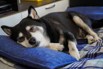 リビングのペット用ベッドで昼寝をする老犬の柴犬