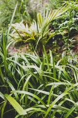 palm tree and ferns in idyllic sunny backyard with lots of tropical Australian native plants shot