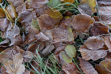 Herbstlaub mit Raureif am Boden liegend