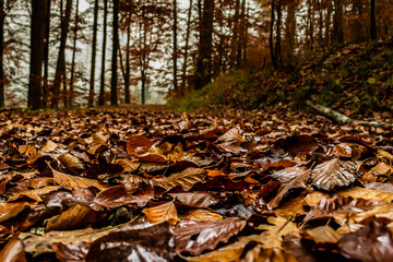 Autumn leaves on ground with blurred forest