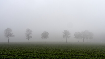 Fototapeta na wymiar Row of trees on the side of the road in dense fog out of focus