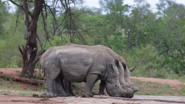 africa, african, alert, animal, big, bush, bushveld, close up, closeup, conservation, crash, dehorned, ears, endangered, endangered species, environment, herd, kruger, kruger national park, large, lis