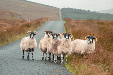 Group of white wool sheep on straight road in a mountains. Highland of Ireland. Agriculture and...