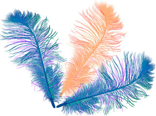 blue and orange three feathers on white