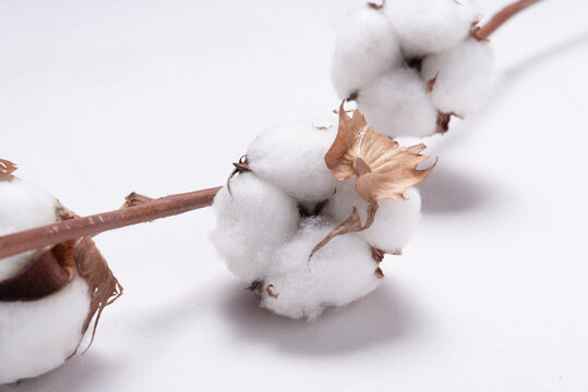 Cotton flower branch on white wooden background