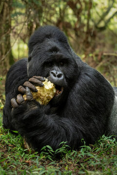 Mountain gorilla - Gorilla beringei, endangered popular large ape from African montane forests, Mgahinga Gorilla National park, Uganda.