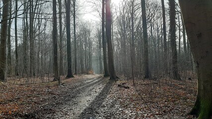 Obraz premium path in the woods